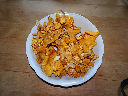 Eierschwammerl