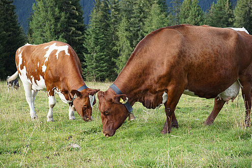 Kühe auf der Alm