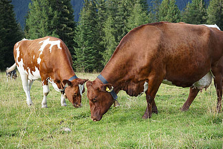 Kühe im Almgebiet